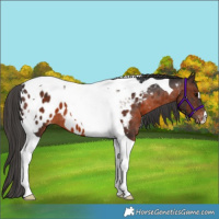 Horse Color:Brown Tobiano Near Leopard 