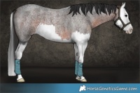 Horse Color:Brown Roan Splash 