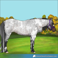 Horse Color:White Spotted Brown Roan