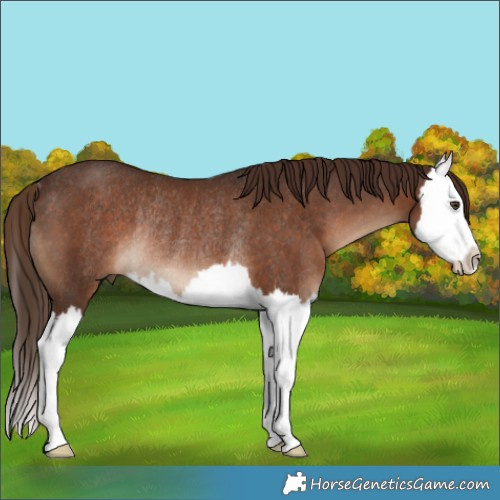 Horse Color:Liver Chestnut Splash Rabicano 