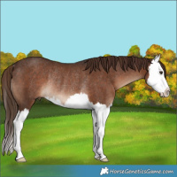 Horse Color:Liver Chestnut Splash Rabicano 