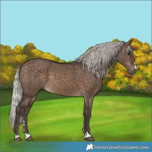 Horse Color:Silver Brown Dun 