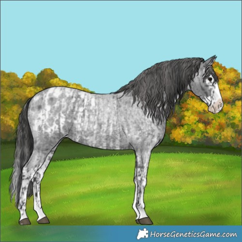 Horse Color:Blue Roan Sabino Splash  and Blue Roan Sabino Splash Appaloosa 