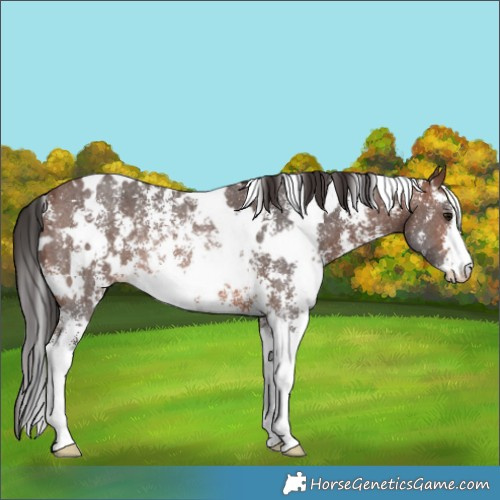 Horse Color:White Spotted Brown Sabino Rabicano 