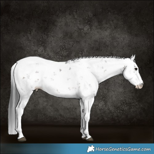 Horse Color:Brown Sabino 
