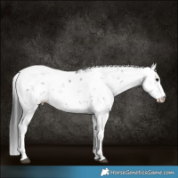Horse Color:Brown Sabino