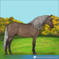 Horse Color:Silver Brown Dun 