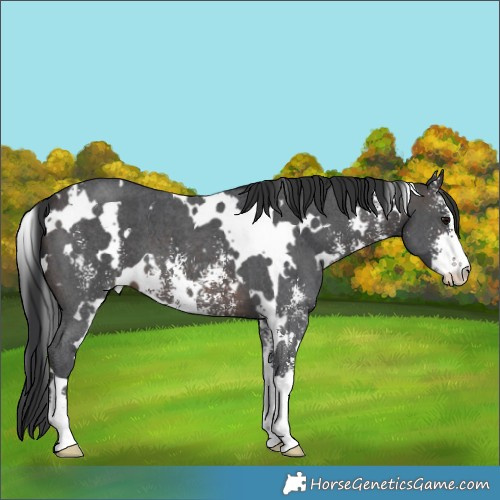 Horse Color:White Spotted Brown Sabino