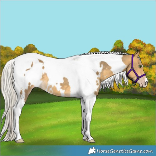 Horse Color:White Spotted Silver Sable Cream Champagne Tobiano 