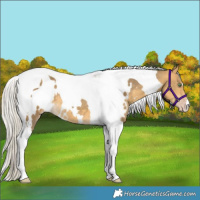 Horse Color:White Spotted Silver Sable Cream Champagne Tobiano 