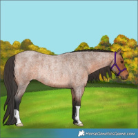 Horse Color:Bay Roan Rabicano 