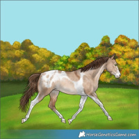 Horse Color:Bay Pearl Dun Sabino Tobiano Appaloosa Rabicano