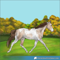Horse Color:Bay Pearl Dun Sabino Tobiano Appaloosa Rabicano