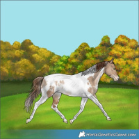 Horse Color:White Spotted Bay Pearl Dun Tobiano Appaloosa Rabicano