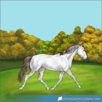 Horse Color:White Spotted Bay Snowdrop Pearl Dun Sabino Near Fewspot Rabicano 