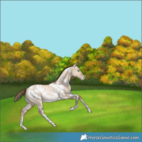 Horse Color:White Spotted Liver Red Dun Pearl Appaloosa Rabicano