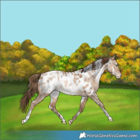 Horse Color:White Spotted Bay Pearl Dun Appaloosa Rabicano