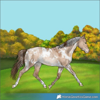 Horse Color:White Spotted Bay Snowdrop Dun Varnish Rabicano 
