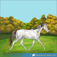 Horse Color:White Spotted Brown Pearl Dun Tobiano Appaloosa Rabicano