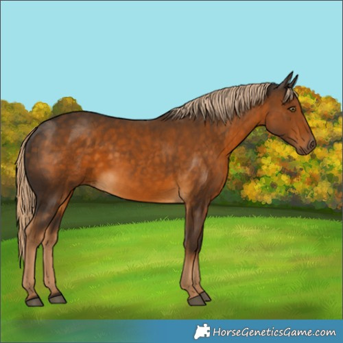 Horse Color:White Spotted Chocolate Palomino 
