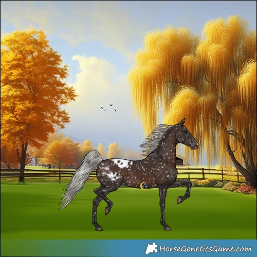 Horse Color:Silver Brown Appaloosa