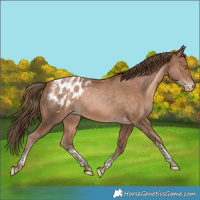 Horse Color:Brown Pearl Tobiano Appaloosa Rabicano 