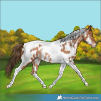 Horse Color:Brown Snowdrop Pearl Tobiano Near Leopard Rabicano