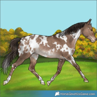 Horse Color:White Spotted Liver Red Dun Blanket Rabicano
