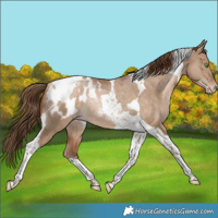 Horse Color:Bay Snowdrop Pearl Dun Tobiano Blanket Rabicano 