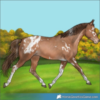 Horse Color:White Spotted Bay Pearl Tobiano Appaloosa Rabicano 