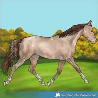 Horse Color:White Spotted Bay Snowdrop Dun Tobiano Snowflake VarnishRabicano