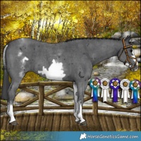 Horse Color:White Spotted Black Sabino Frame 