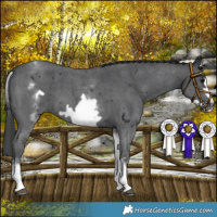 Horse Color:White Spotted Black Sabino Frame 