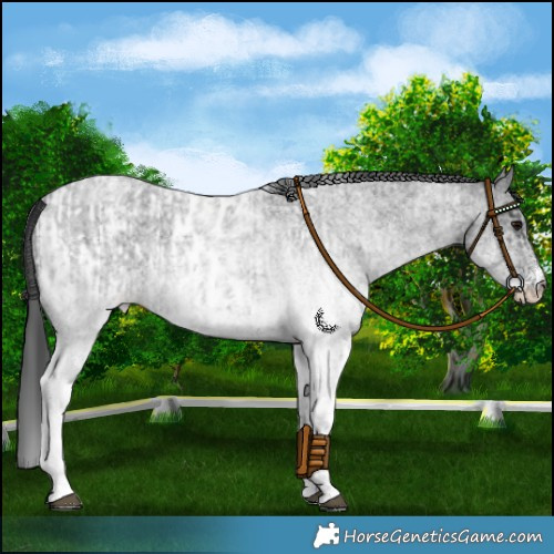 Horse Color:White Spotted Blue Roan Rabicano  and White Spotted Blue Roan Blanket Rabicano 