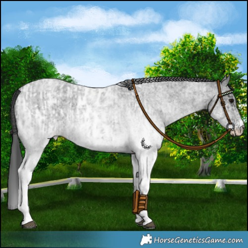 Horse Color:White Spotted Blue Roan Rabicano  and White Spotted Blue Roan Blanket Rabicano 