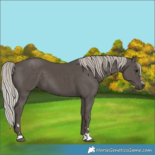 Horse Color:Silver Black 