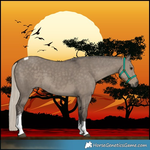 Horse Color:Silver Smoky Grullo Sabino Tobiano Rabicano 