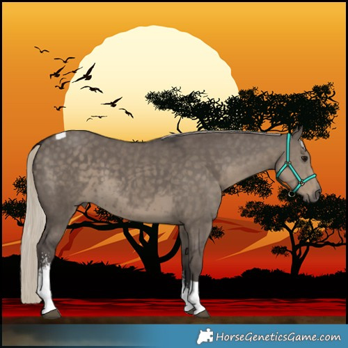 Horse Color:Silver Smoky Grullo Sabino Tobiano Rabicano 