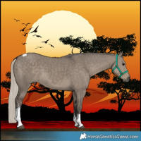 Horse Color:Silver Smoky Grullo Sabino Tobiano Rabicano 