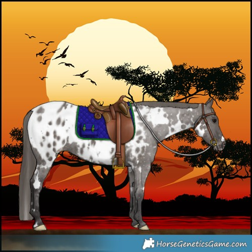 Horse Color:White Spotted Smoky Grullo Blanket Rabicano 