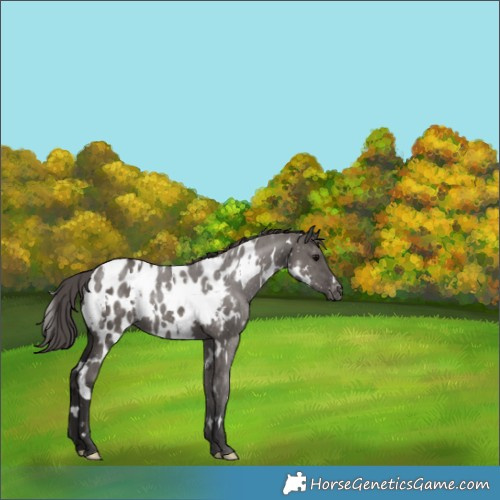 Horse Color:White Spotted Smoky Grullo Appaloosa Rabicano 