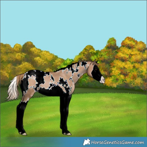 Horse Color:White Spotted Black Pearl Splash