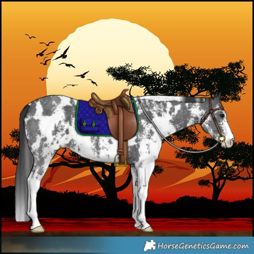 Horse Color:White Spotted Black Sabino 