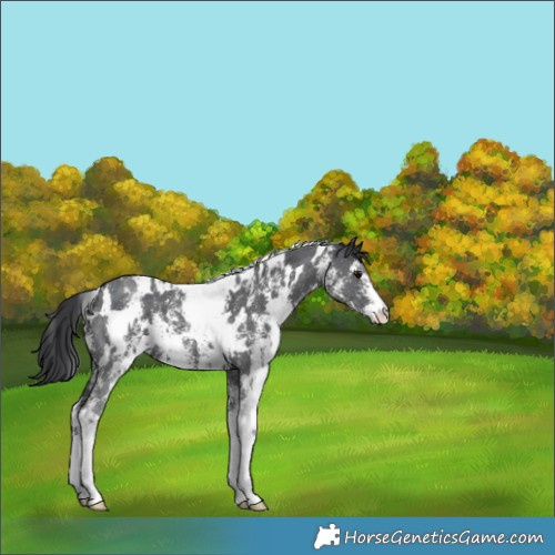 Horse Color:White Spotted Black Sabino 