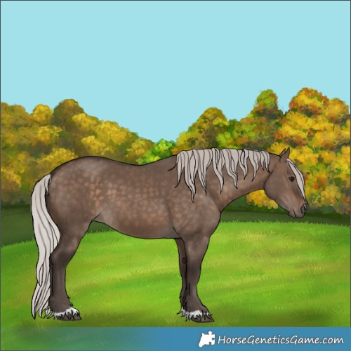 Horse Color:Silver Brown Dun