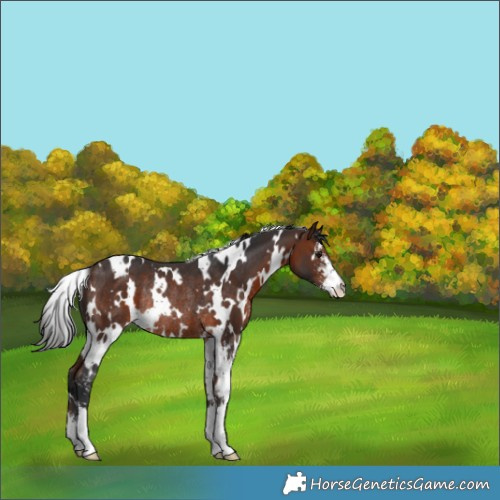 Horse Color:White Spotted Brown Sabino Rabicano 