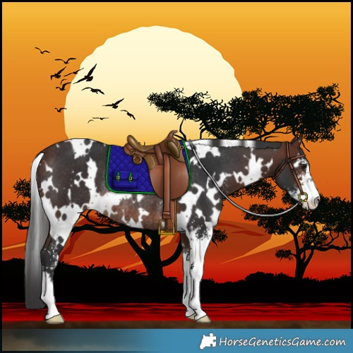 Horse Color:White Spotted Brown Sabino Rabicano 