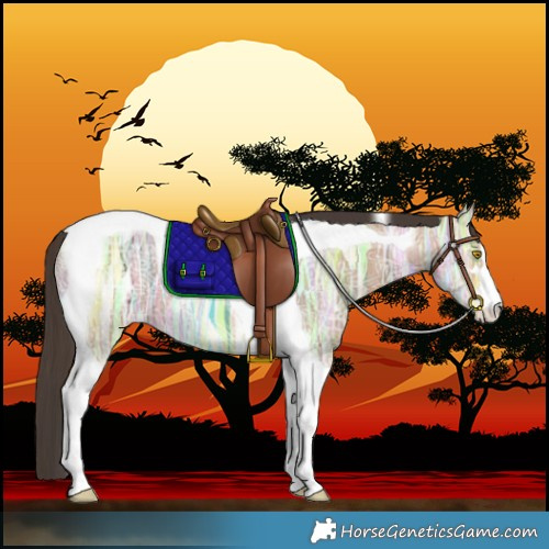Horse Color:Amber Champagne Ice Tobiano 