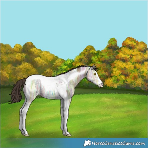 Horse Color:Amber Champagne Ice Tobiano 