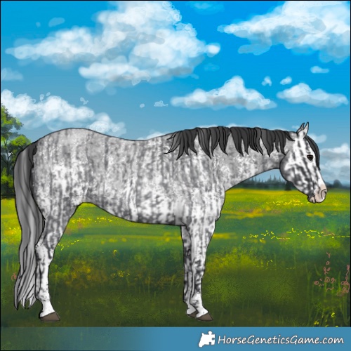 Horse Color:Blue Roan Sabino Splash and Blue Roan Sabino Splash